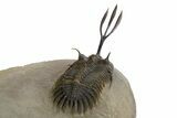 Trident Walliserops Trilobite - Exceptional Preparation #328606-5